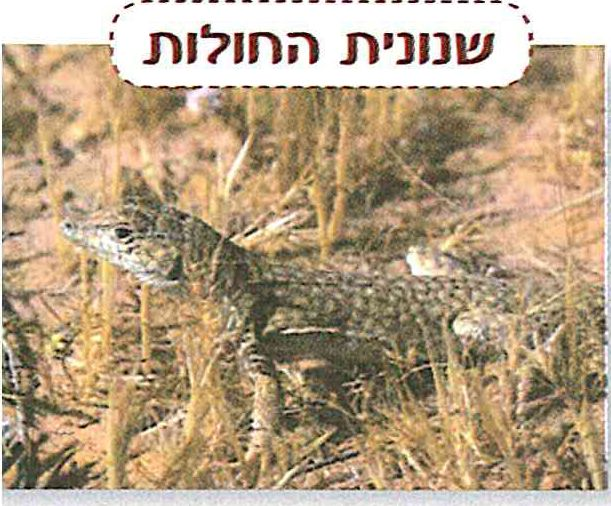 (בספר תמונות)